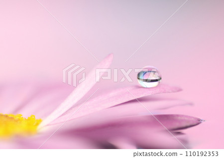 在花瓣上的水滴 在花瓣上的水滴 110192353
