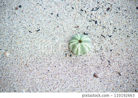 sandy beach and sea urchin shells sandy beach and sea urchin shells 110192663
