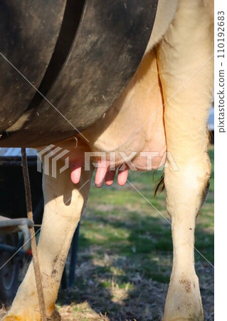 Breast photo of a dairy cow raised on a farm in Hidaka City, Saitama Prefecture Breast photo of a dairy cow raised on a farm in Hidaka City, Saitama Prefecture 110192683