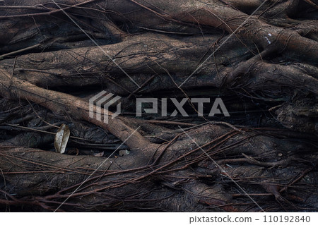 Old giant tree in tropical rainforest, close up. 110192840
