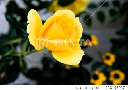 Yellow Rose 110192937
