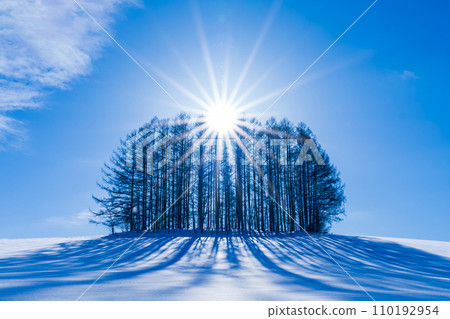 冬季輕度七棵樹 110192954