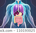 image of body organs 110193025
