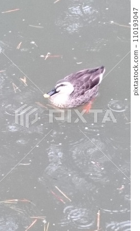 duck swimming in the rain 110193047