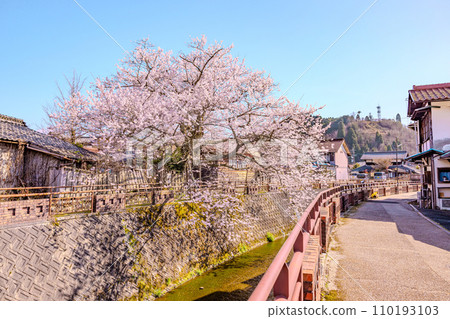 岐阜縣尾捲市的彼岸櫻（富山櫻） 110193103