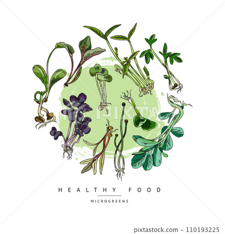 Fresh Microgreens vector hand drawn round label, natural sunflower, amaranth, coriander organic herbs, healthy food 110193225
