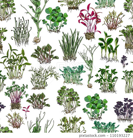 Microgreens botanical vector seamless pattern, color hand drawn natural salad herbs, organic raw sprouts, healthy food Microgreens botanical vector seamless pattern, color hand drawn natural salad herbs, organic raw sprouts, healthy food 110193227
