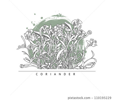 Microgreens coriander vector label, engraved hand drawn natural organic spice herb, micro green raw sprout, healthy food 110193229