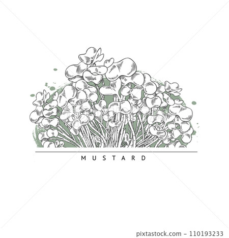 Microgreens mustard, vector design composition on white, sketch style. 110193233