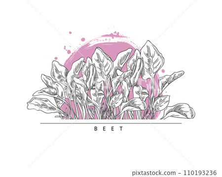 Microgreens beet, vector design composition on white, sketch style. Microgreens beet, vector design composition on white, sketch style. 110193236