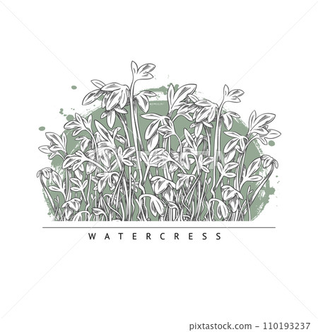 Microgreens watercress vector label, engraved hand drawn natural organic spice herb, micro green raw sprout, healthy food Microgreens watercress vector label, engraved hand drawn natural organic spice herb, micro green raw sprout, healthy food 110193237