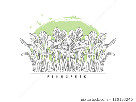 Hand drawn monochrome fenugreek micro-green sprouts sketch style Hand drawn monochrome fenugreek micro-green sprouts sketch style 110193240