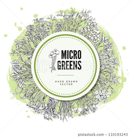 Engraved microgreens round label, vector hand drawn natural watercress, clover, coriander mung herbs, healthy food 110193243