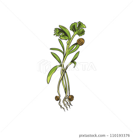Hand drawn colorful coriander micro-green sketch style 110193376