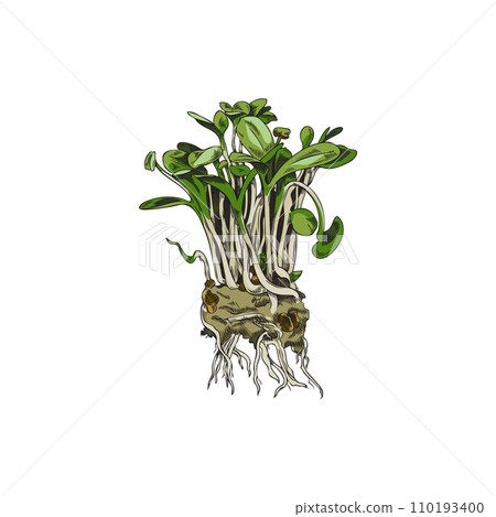 Bunch of radish seeds for microgreens seeding, vector illustration isolated. 110193400