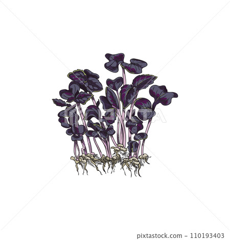 Microgreen basil in color sketch style, vector illustration on white. 110193403