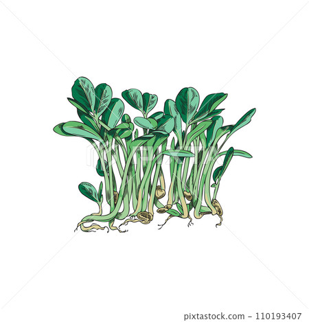 Microgreens fenugreek in sketch style, vector illustration on white. 110193407