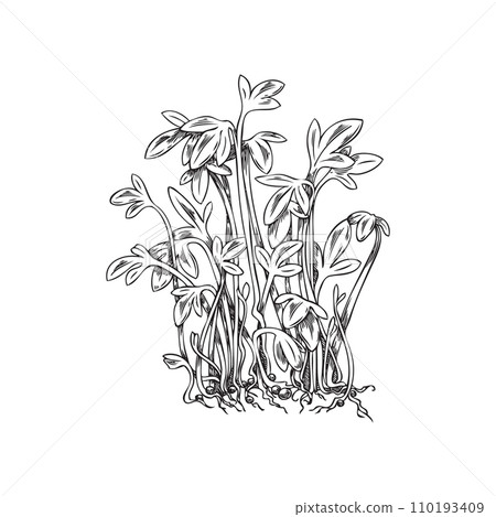 Hand drawn monochrome watercress micro-green sketch style Hand drawn monochrome watercress micro-green sketch style 110193409