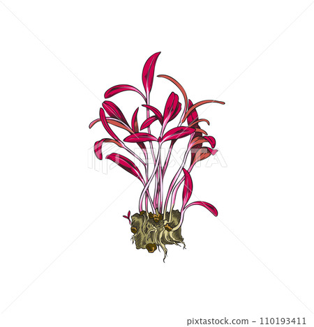 Microgreens amaranth plant bunch, hand drawn natural organic spice herb, vector healthy microgreen shoots, raw sprout Microgreens amaranth plant bunch, hand drawn natural organic spice herb, vector healthy microgreen shoots, raw sprout 110193411