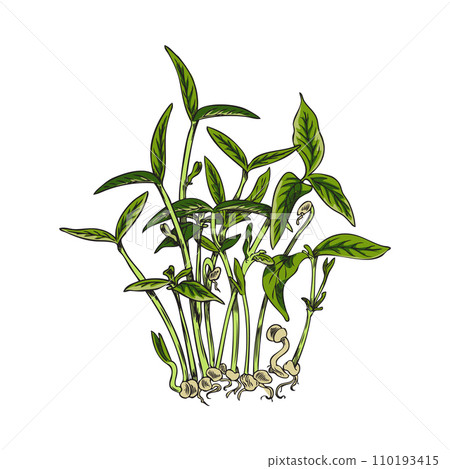 Microgreens. Young green seedlings hand drawn vector illustration. Microgreens. Young green seedlings hand drawn vector illustration. 110193415