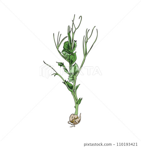 Peas microgreens color sketch. Peas microgreens color sketch. 110193421