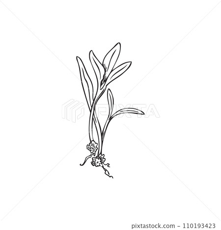 Hand drawn monochrome sprout of chard micro-green sketch style Hand drawn monochrome sprout of chard micro-green sketch style 110193423