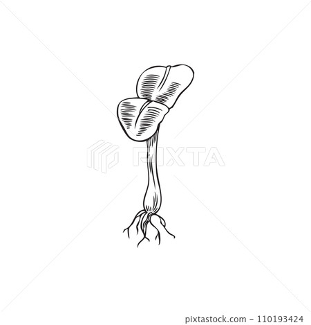 Sunflower micro green plant one sprout, vector hand drawn engraved microgreen first leaves, natural organic healthy herb 110193424