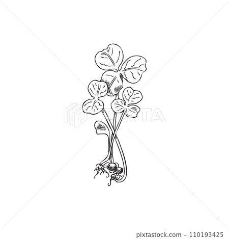 Microgreens clover plant small bunch, vector engraved hand drawn natural organic healthy herb, raw sprouts with leaves 110193425