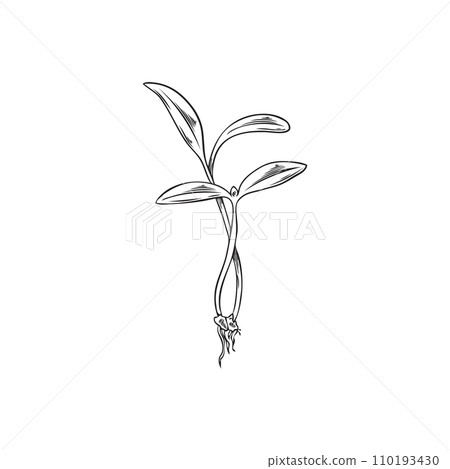 Microgreens amaranth plant, hand drawn natural organic spice herb, vector engraved healthy microgreen shoots, raw sprout Microgreens amaranth plant, hand drawn natural organic spice herb, vector engraved healthy microgreen shoots, raw sprout 110193430