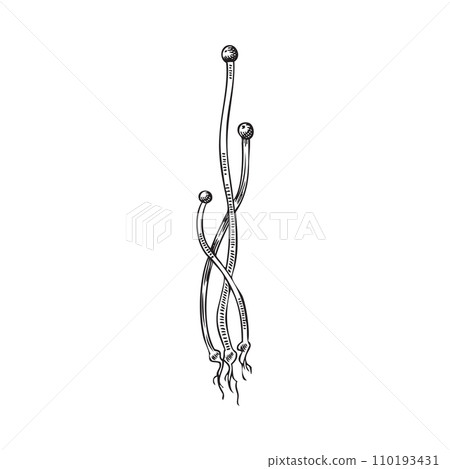 Micro green onion small bunch, vector hand drawn engraved microgreens shoots are the spicy leaves, natural organic herb Micro green onion small bunch, vector hand drawn engraved microgreens shoots are the spicy leaves, natural organic herb 110193431