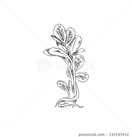 Microgreens fresh stems of fenugreek hand drawn vector illustration isolated. Microgreens fresh stems of fenugreek hand drawn vector illustration isolated. 110193432