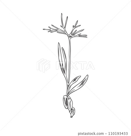 Microgreens fennel baby plant, vector hand drawn engraved natural organic flavor herb, raw sprouts healthy food Microgreens fennel baby plant, vector hand drawn engraved natural organic flavor herb, raw sprouts healthy food 110193433