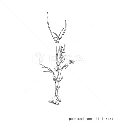 Microgreen peas, hand drawn sketch vector illustration isolated on white Microgreen peas, hand drawn sketch vector illustration isolated on white 110193434