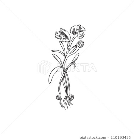 Microgreens coriander, vector hand drawn engraved natural organic spice herb, micro green shoots raw sprout first leaves 110193435