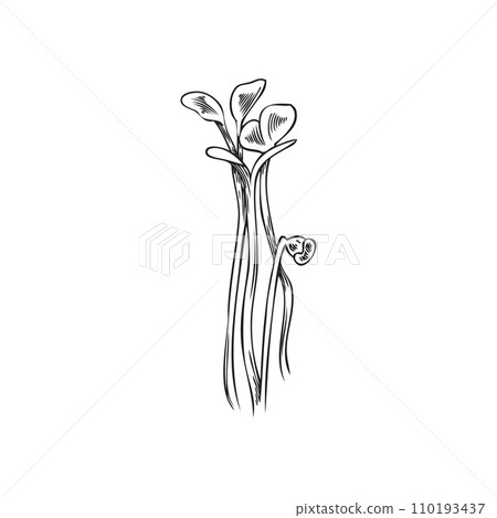 Rape microgreens sketch. Rape microgreens sketch. 110193437