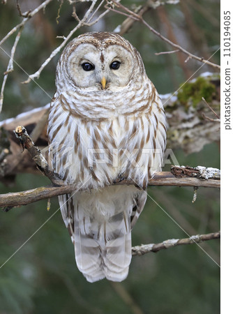 Barred Owl standing on a tree branch with green background, Quebec, Canada Barred Owl standing on a tree branch with green background, Quebec, Canada 110194085