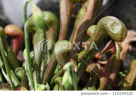 達令通尼亞肉食植物 達令通尼亞肉食植物 110194320