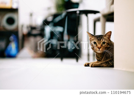 cat sitting on the floor 110194675