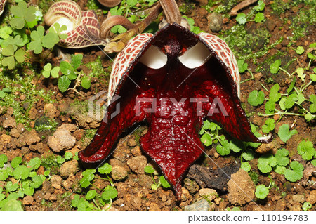 Aristrokia·Salva Drensis Aristrokia·Salva Drensis 110194783