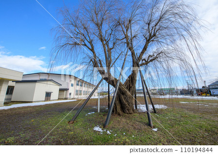秋田縣柳樹校園裡的老樹 110194844