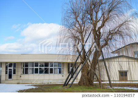 秋田縣校園裡高聳的老柳樹 秋田縣校園裡高聳的老柳樹 110194857