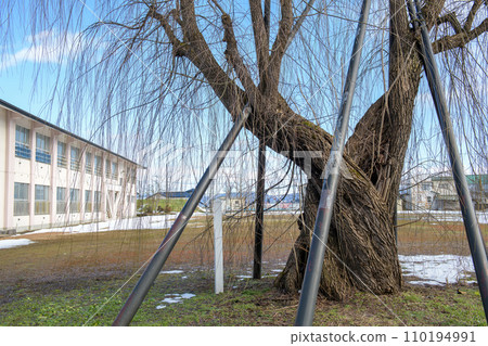 Old tree in the schoolyard, Willow, Akita Prefecture Old tree in the schoolyard, Willow, Akita Prefecture 110194991