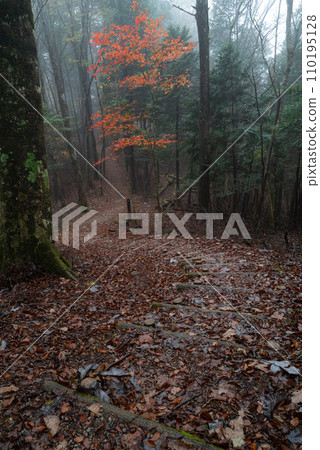 霧與深秋的森林 110195128