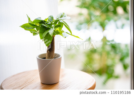 小發財樹 110195186