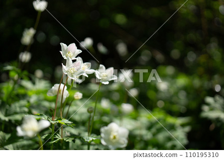 Nirinsou blooming in a colony around Mt. Takao, Tokyo 110195310