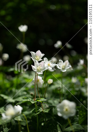 Nirinsou blooming in a colony around Mt. Takao, Tokyo 110195311