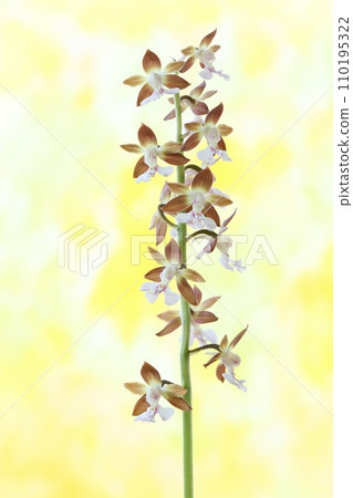 Ebine, Ebine orchid, plain flower, orchid flower, bright background Ebine, Ebine orchid, plain flower, orchid flower, bright background 110195322