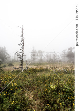 Mountain scenic trail after rain Green forest hill covered by fog Cape Breton Highlands National Park Nova Scotia Canada 110195330