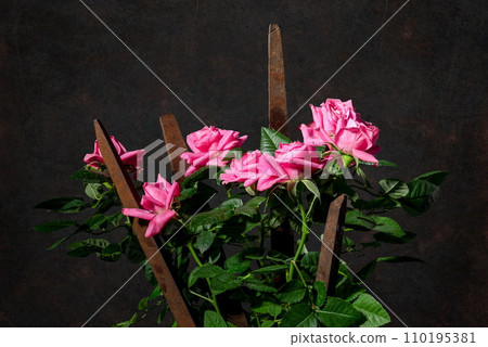 Composition with old rusty work file and pink roses Composition with old rusty work file and pink roses 110195381