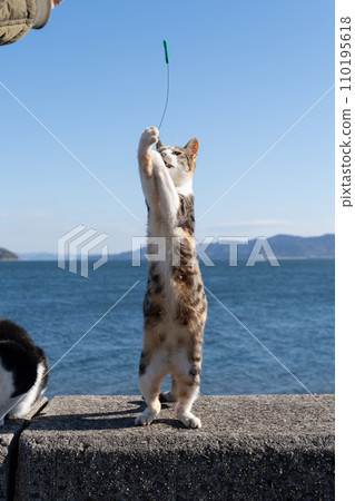 Cat standing and playing 110195618